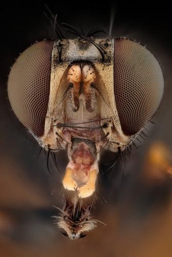 Réf. 296 889 : Lispocephala brachialis